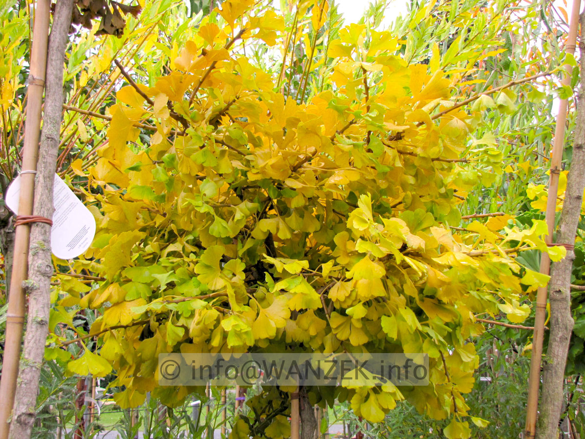 Ginkgo biloba Marijke - Herbst01.JPG